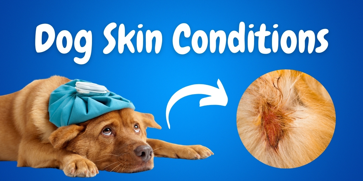 23 Dog Skin Conditions Symptoms Diagnosis And Remedies