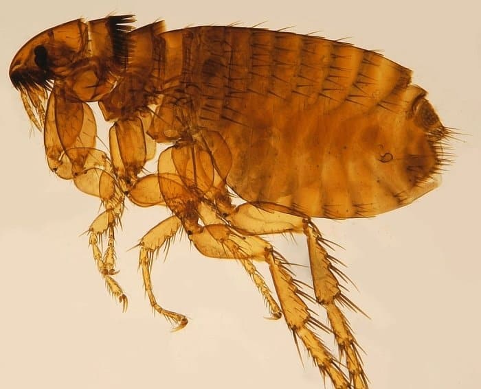 flea prevention for dogs 2 flea prevention for dogs 2