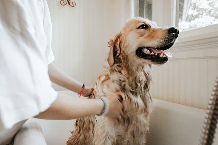 flea prevention for dogs 5 flea prevention for dogs 5