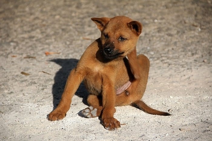 flea prevention for dogs 6 flea prevention for dogs 6