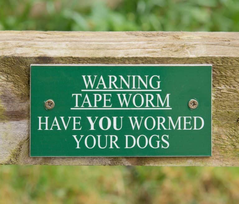Deworming Puppies What to Expect After, How and When to Worm
