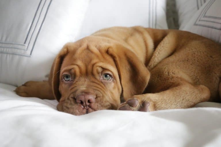 Deworming Puppies What to Expect After, How and When to Worm