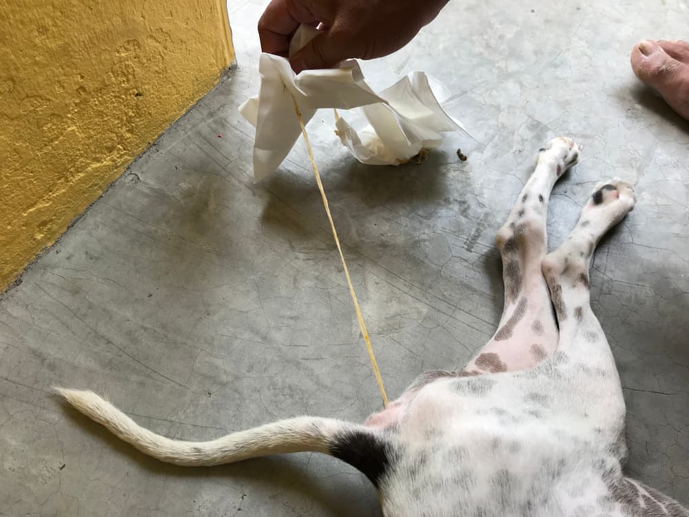 flat white worms in dogs