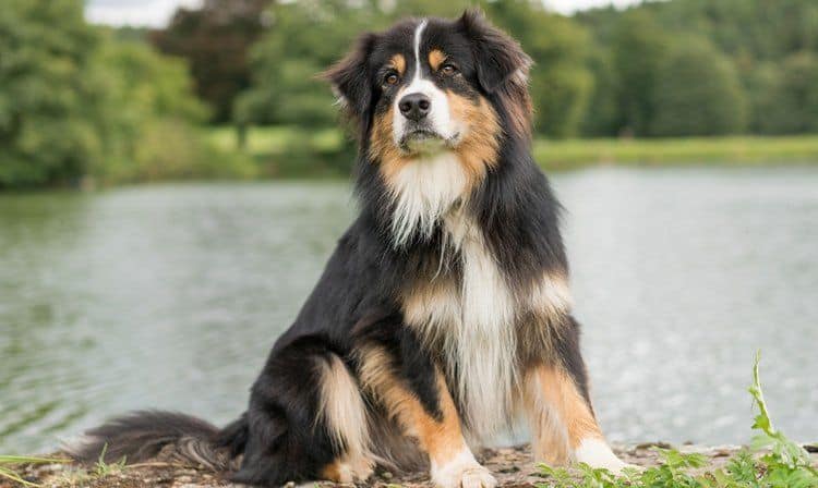 dogs that need lots of exercise dogs that need lots of exercise