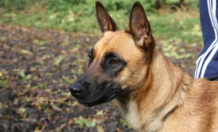 Belgian Malinois Dog Belgian Malinois