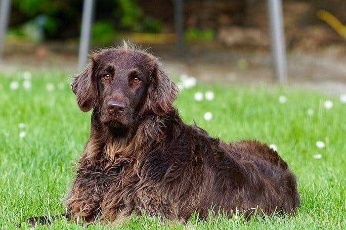 Best Dewormers for Dogs Best Dewormers for Dogs