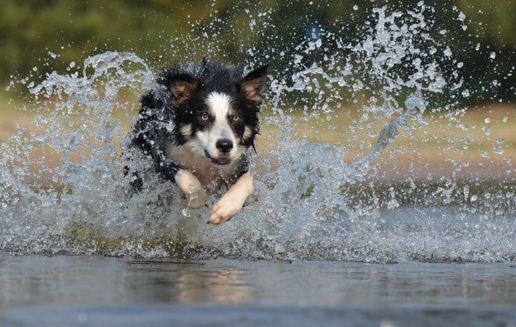 dogs that need the most exercise dogs that need the most exercise