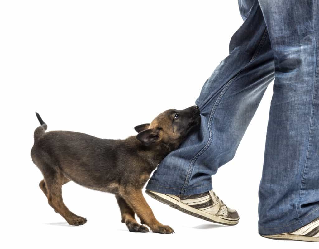puppy biting leg