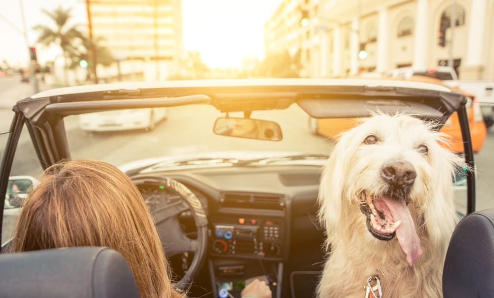 5 Tips for Traveling With Dogs in a Car (Especially When They're Big)