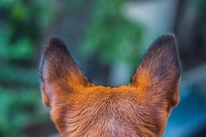 best ear drops for dogs best ear drops for dogs