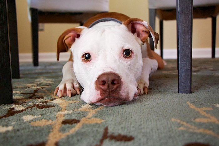 dewormers for dogs dewormers for dogs