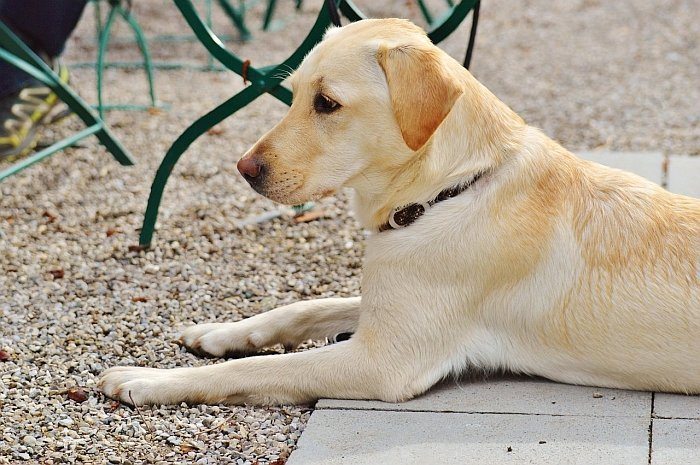 fish oil supplements for dogs 4 best fish oil for dogs