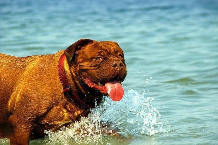 fish oil supplements for dogs 5 best omega 3 supplements for dogs