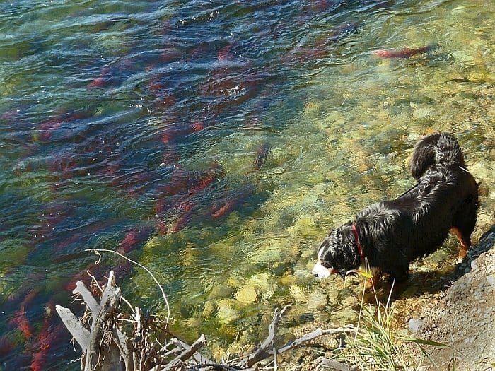 fish oil supplements for dogs 7 best salmon oil for dogs