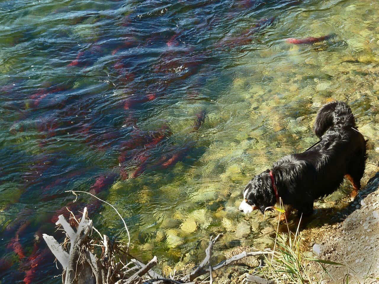 fish oil supplements for dogs 7 fish oil supplements for dogs