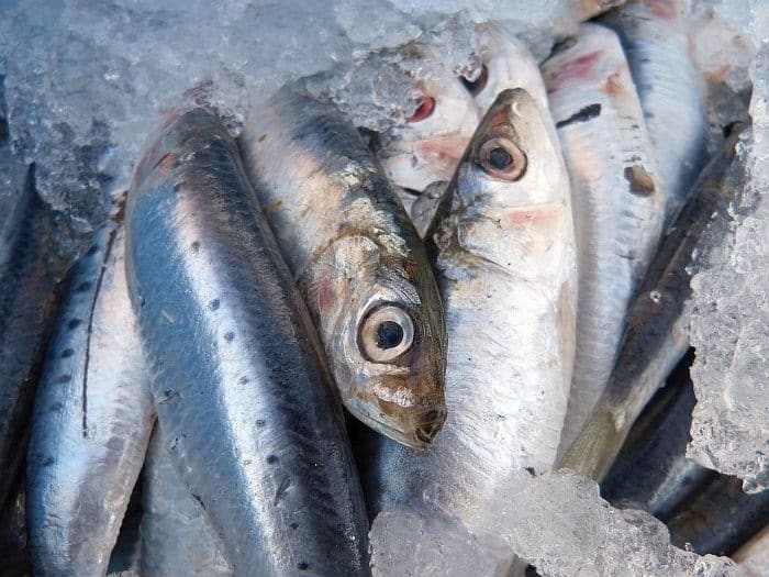 fish oil supplements for dogs 8 omega-3 supplements for dogs
