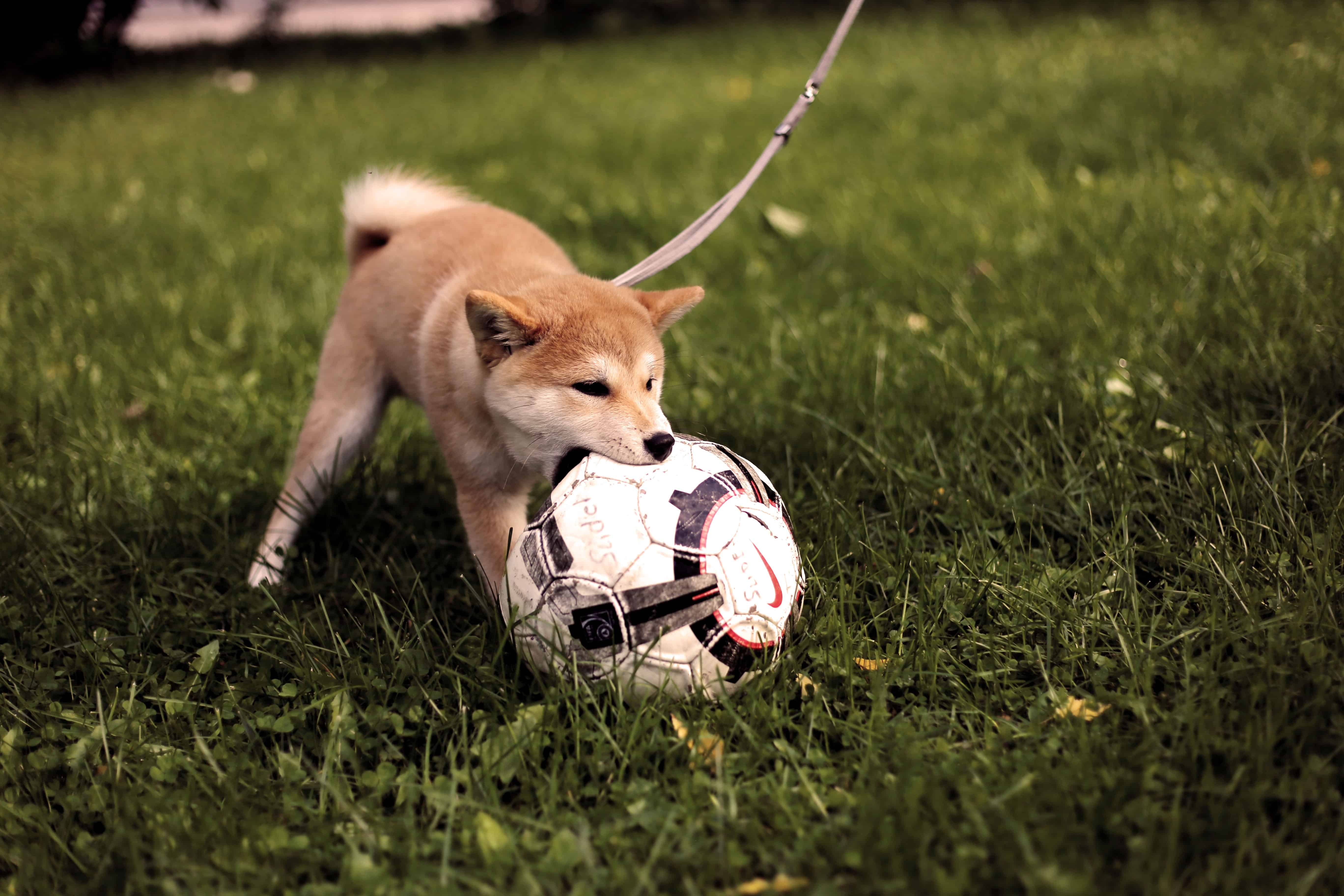 puppy playing with ball puppy playing with ball