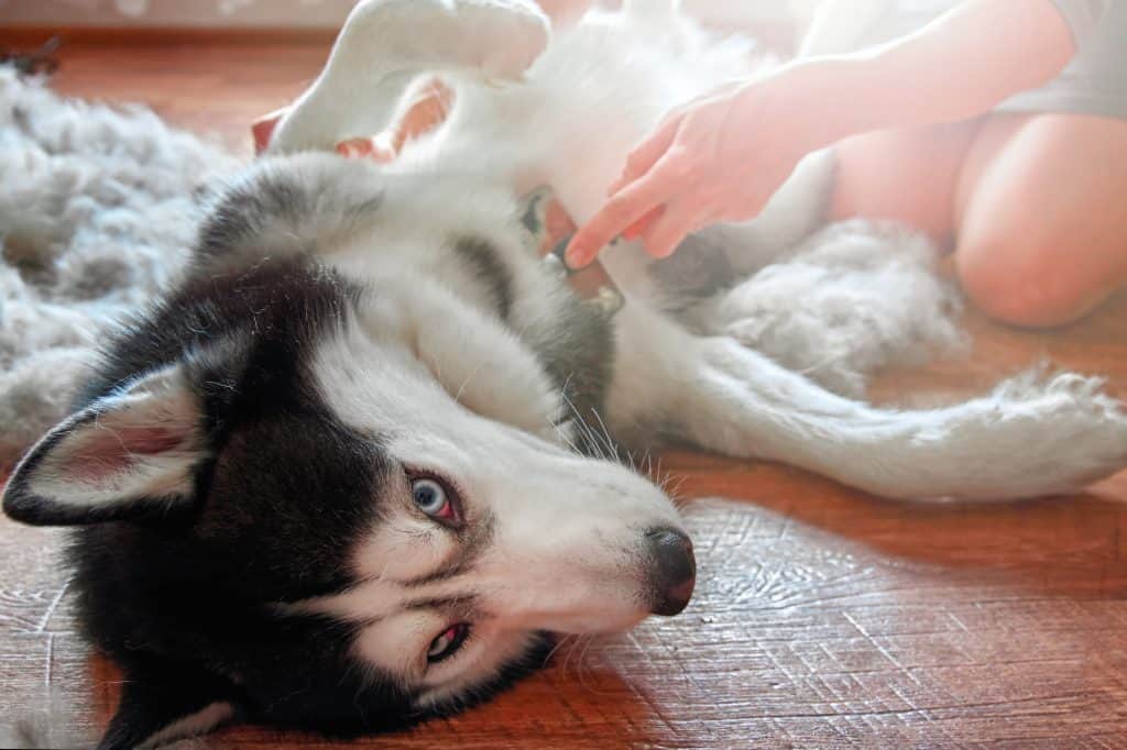 Husky Grooming Guide Everything You Need [9 Husky Shedding Tips]