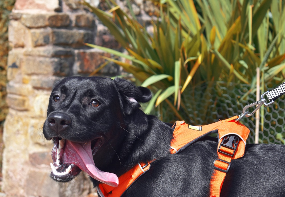 5 Best Large Dog Harnesses To Stop Pulling 2021 Reviews