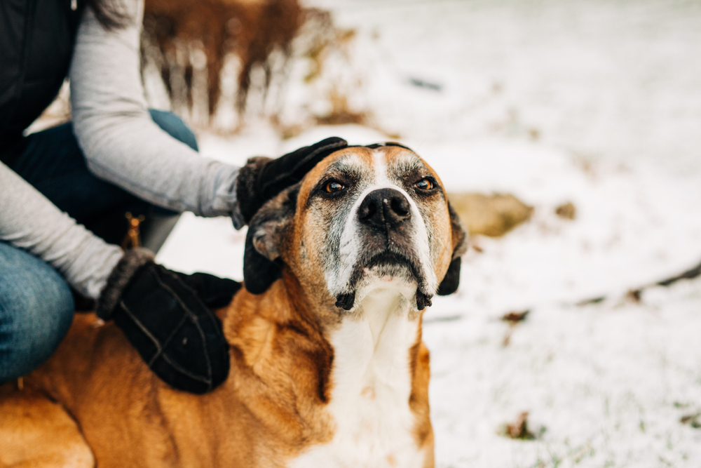 Boxer Lab Mix 15 Important Facts About the Playful Boxador!