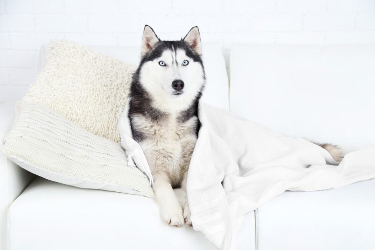 Husky Grooming Guide Everything You Need [9 Husky Shedding Tips]