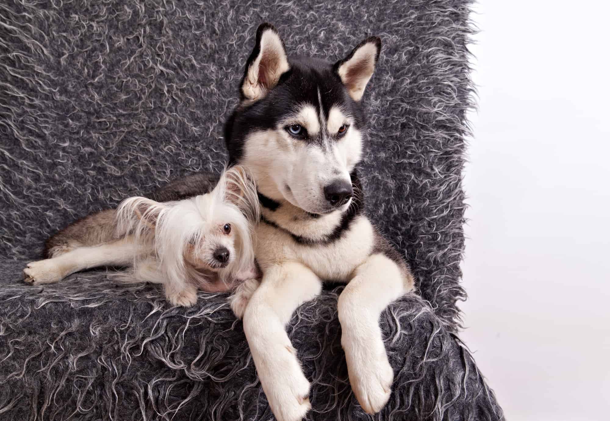 How to Care for a Husky picture photo How to Care for a Husky