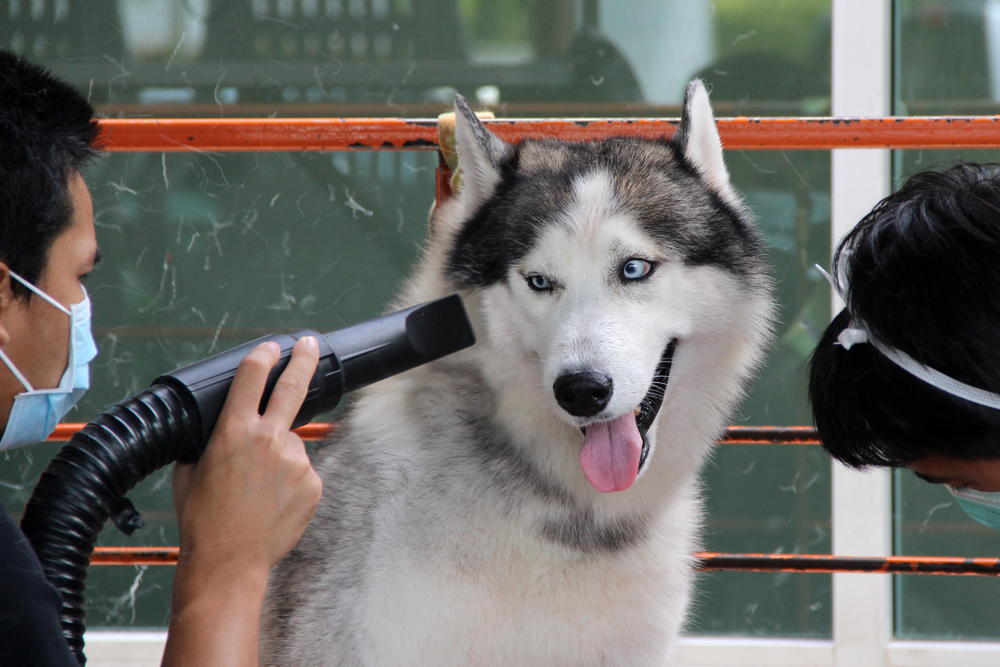 5 Best Dog Hair Dryers for Home Use (2019 Reviews) Canine Weekly