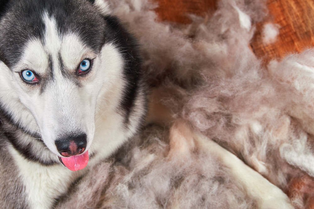 what to do with husky fur