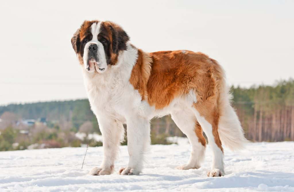 st bernard dog statue