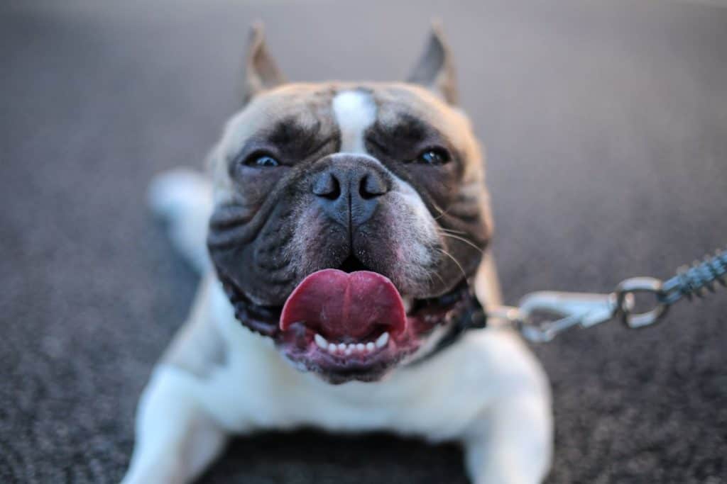 best dry dog food for pitbulls