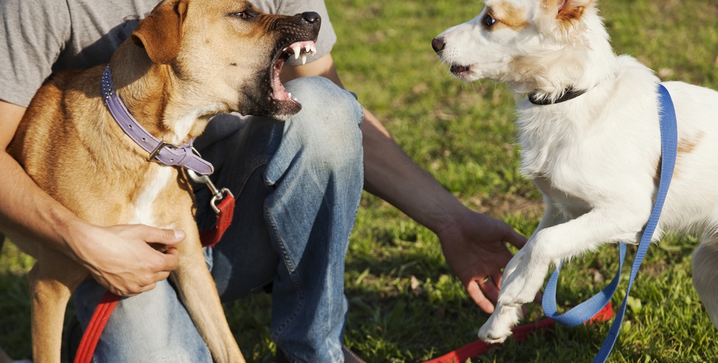 How To Calm An Aggressive Dog (Top Aggression Training Tips)