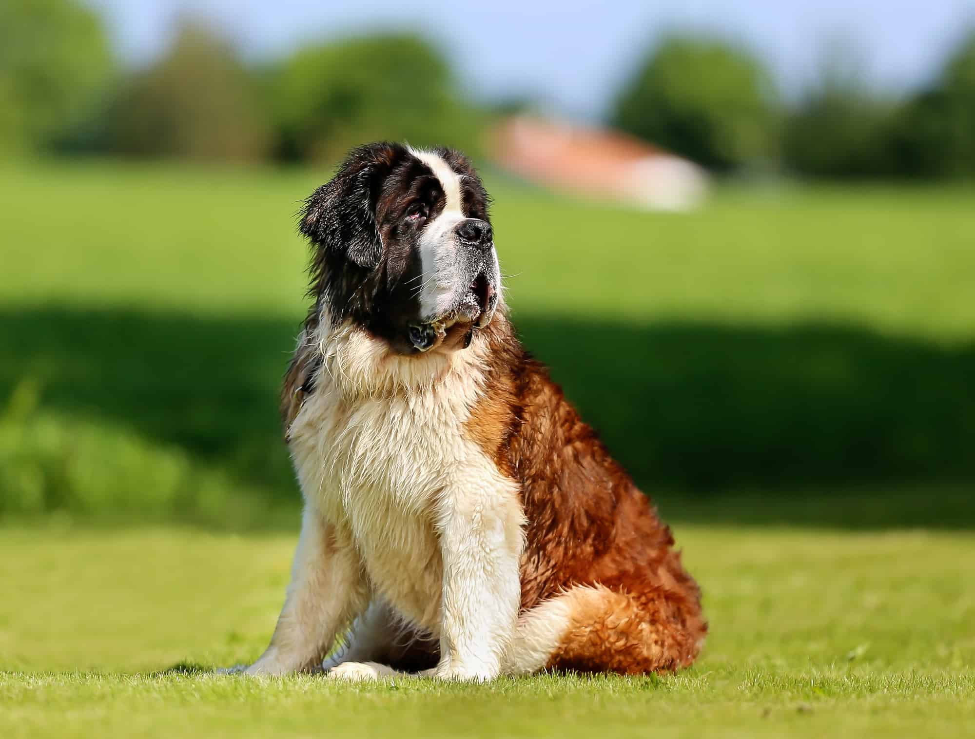 St. Bernard dog