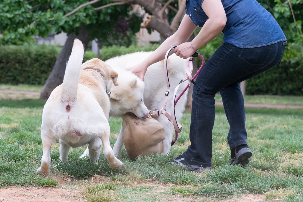 How to Calm an Aggressive Dog (Top Aggression Training Tips)