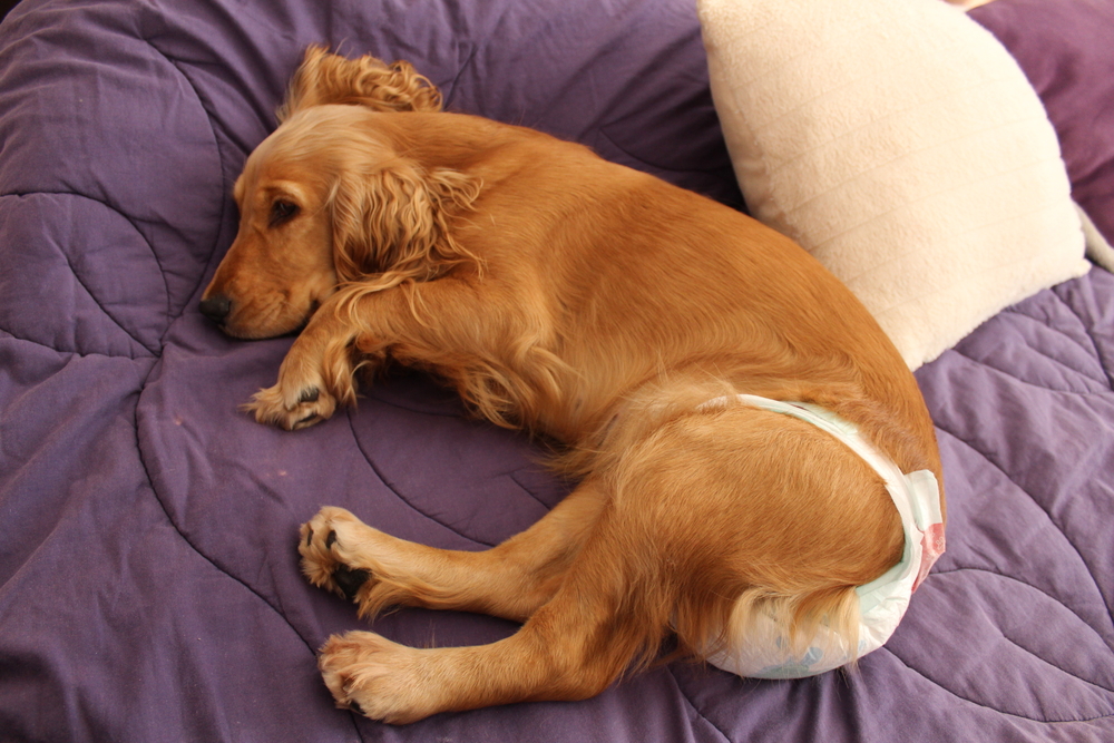 6 Best Dog Diapers for Large Breeds (2019 Reviews) Canine Weekly