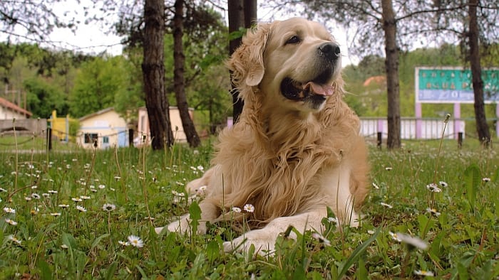 best diapers for large breeds 3 best diapers for large breeds 3