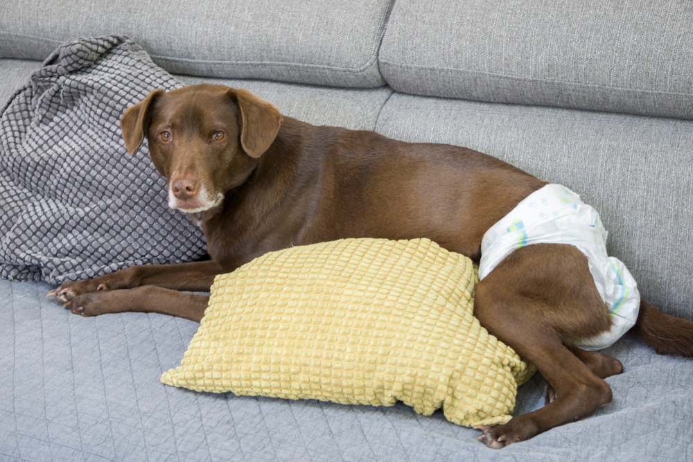 6-best-dog-diapers-for-large-breeds-2019-reviews-canine-weekly