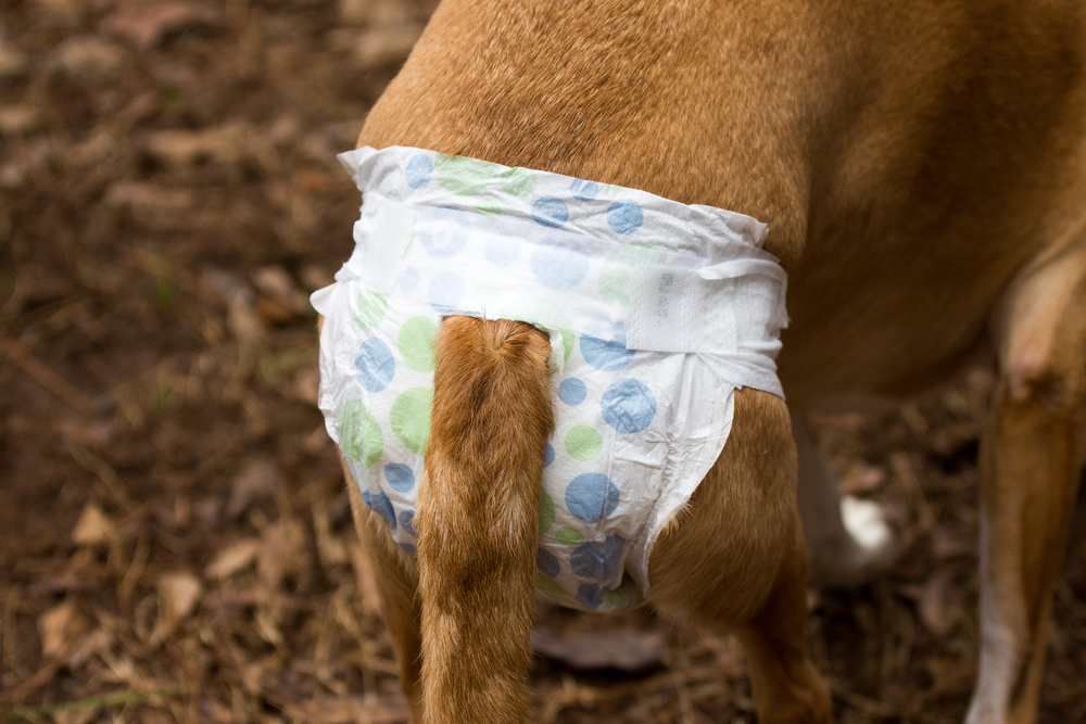 6 Best Dog Diapers for Large Breeds (2019 Reviews) | Canine Weekly