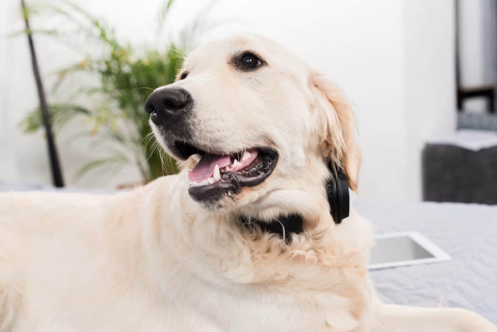 best dog activity monitor