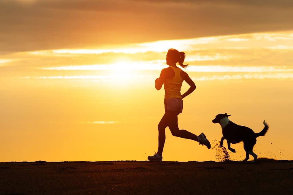 best dog gps Best GPS Dog Collars and Trackers