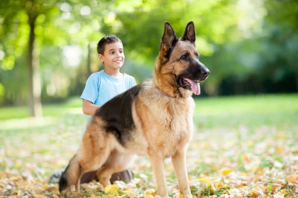 german shepherd child friendly