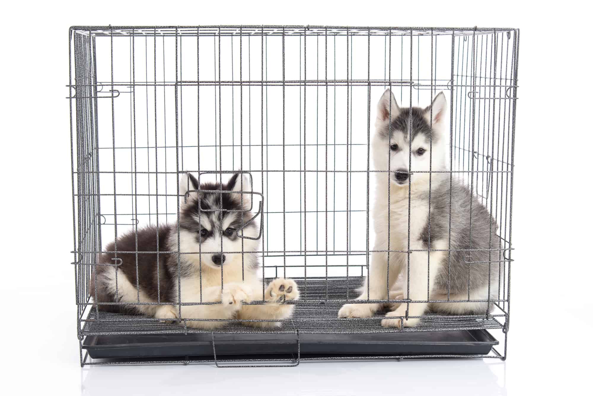 How to Train a Puppy Not to Cry in the Crate at Night Canine Weekly