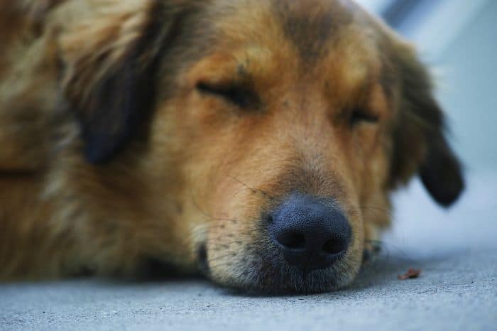 What kind of worms do dogs get