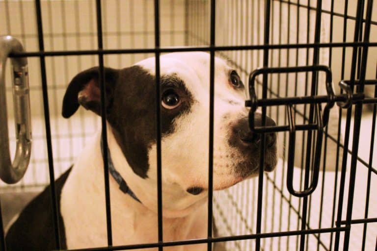 How to Train a Puppy Not to Cry in the Crate at Night Canine Weekly