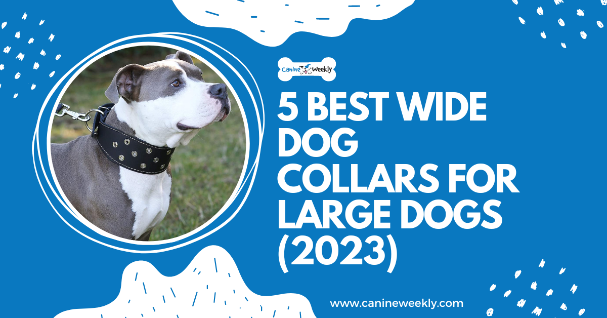 5 Best Wide Dog Collars for Large Dogs (2023) Canine Weekly