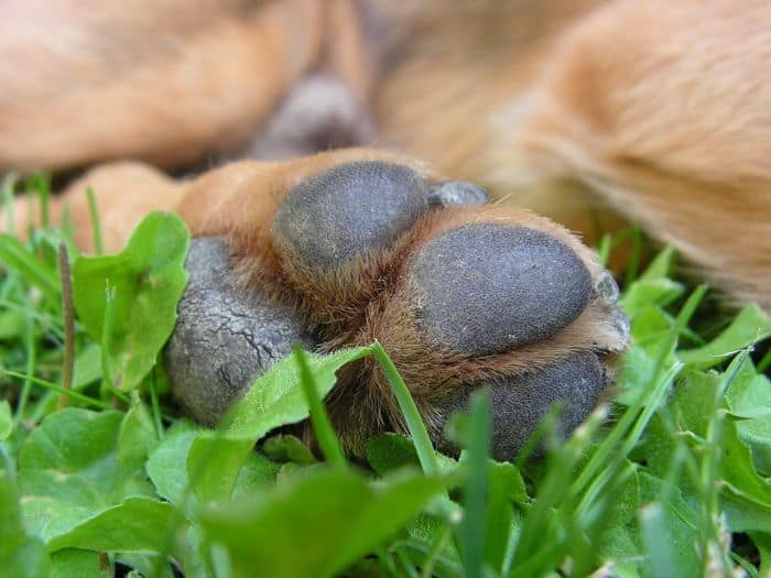 Yeast Infection On Dog Paws Are There Any Home Remedies 