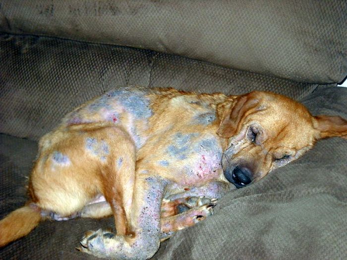 home remedies for dog magne