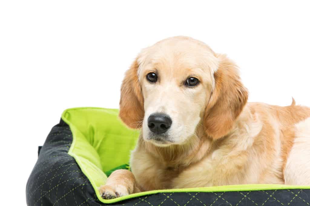 golden retriever on dog bed to avoid shedding
