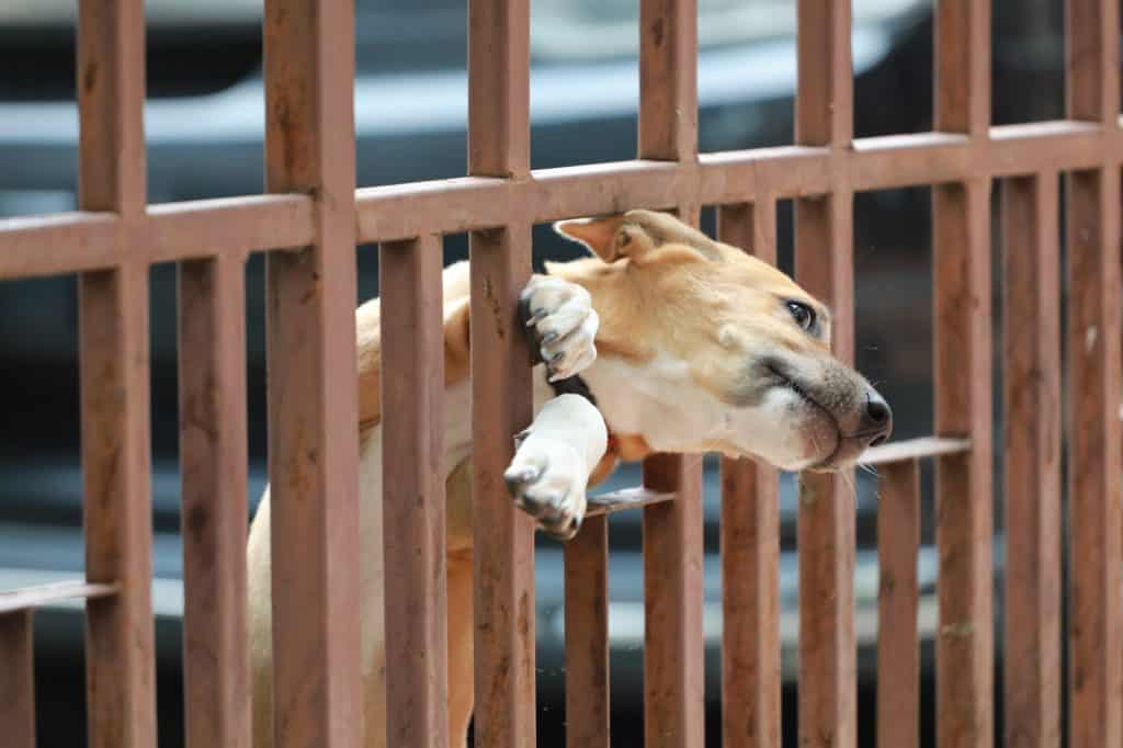 best dog doors for big dogs