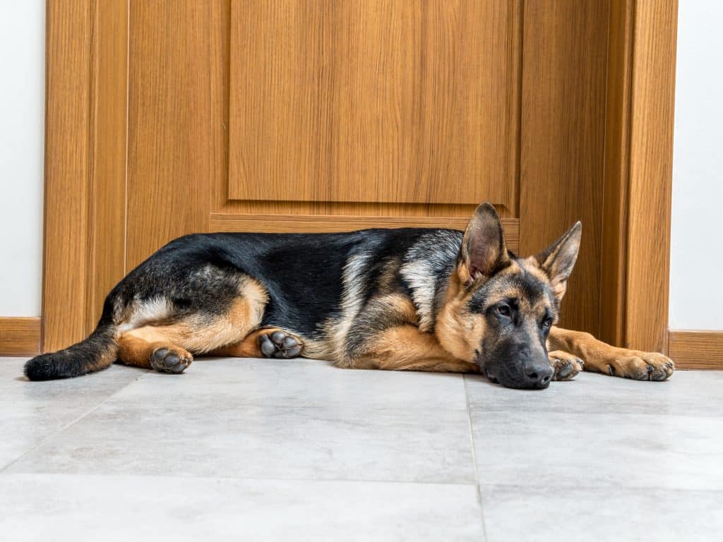 best large dog doors