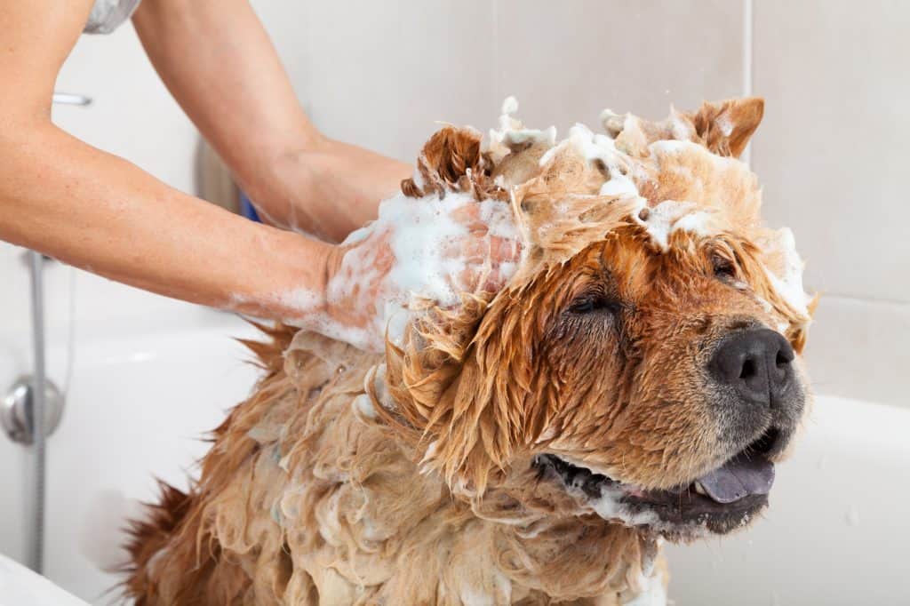 Is It Ok To Wash Dog Everyday at Cherie Clift blog